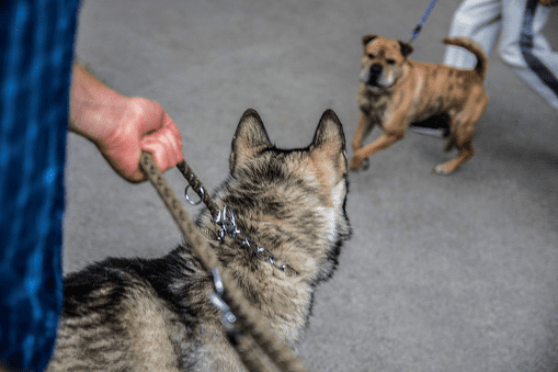 Aggressive Dogs On Leashes Stock Photo